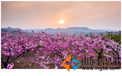 日出桃花紅 邵可真 (4) - 復(fù)件_副本.jpg